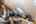 Blurred preview of media: 081A0172-Edit