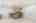 Blurred preview of media: Nerine_110