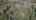 Blurred preview of media: DJI_0724