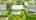 Blurred preview of media: DJI_0525