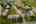 Blurred preview of media: Properties Labelled