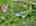Blurred preview of media: DJI_20260516140455_0923_D_4_D_5_D_easyHDR