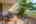 Blurred preview of media: Lanai 1.1