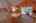 Blurred preview of media: IMG_2260_1_2