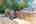 Blurred preview of media: 081A0228-Edit