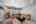 Blurred preview of media: Untitled-6