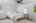 Blurred preview of media: DSC_7416