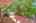 Blurred preview of media: DSC00553