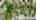 Blurred preview of media: DJI_20260526113341_0058_D