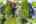 Blurred preview of media: 10_Ipixx_6
