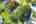 Blurred preview of media: 10_Ipixx_7