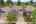 Blurred preview of media: 3-20475_SW_Comanche_Ter