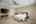 Blurred preview of media: 26-20475_SW_Comanche_Ter