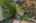 Blurred preview of media: Nerine_006