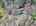Blurred preview of media: DJI_20260408121628_0469_D_70_D_71_D_easyHDR