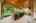 Blurred preview of media: 89 Lloyminn Ave, Ancaster _ Nathan ferro94
