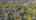 Blurred preview of media: DJI_0718