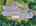 Blurred preview of media: DJI_20260702125049_0603_D_4_D_5_D_easyHDR