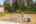 Blurred preview of media: 1-60