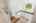 Blurred preview of media: Nerine_073