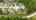 Blurred preview of media: Colt Ln-22