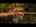 Blurred preview of media: Unknown media