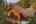 Blurred preview of media: 0314 Coronet Drive, Blue River, Colorado, 80424 - Web-67