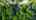 Blurred preview of media: DJI_0191