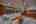 Blurred preview of media: Novia II 2026-29