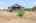 Blurred preview of media: 201 Quail Fritch-36