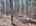 Blurred preview of media: DJI_20260408120806_0403_D_4_D_5_D_easyHDR