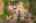 Blurred preview of media: 21