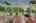 Blurred preview of media: 1-726-0907