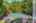 Blurred preview of media: Nerine_007