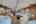 Blurred preview of media: Good Answer_-33