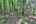 Blurred preview of media: 9z