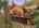 Blurred preview of media: 0314 Coronet Drive, Blue River, Colorado, 80424 - Web-1
