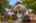 Blurred preview of media: 1-2