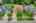Blurred preview of media: 003