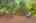 Blurred preview of media: 260141-31