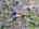 Blurred preview of media: DJI_20260408120908_0412_D_3_D_4_D_easyHDR