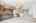 Blurred preview of media: 2181 Woodpecker Ln 00009