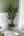 Blurred preview of media: IMG_3598