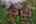 Blurred preview of media: 229 Highlands Drive , Breckenridge, Colorado, 80424 - Web-62