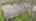 Blurred preview of media: DJI_0307