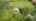 Blurred preview of media: DJI_0005