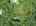 Blurred preview of media: image000002