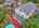 Blurred preview of media: DJI_20250903124453_0004_D_5_D_6_D_easyHDR