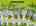 Blurred preview of media: 2-826--4