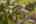 Blurred preview of media: PERKIN PLANE 2
